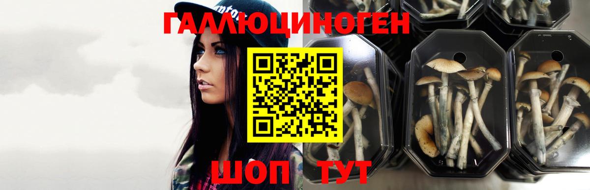 Галлюциногенные грибы прущие грибы  Псилоцибиновые грибы Psilocybe  Боровичи 
